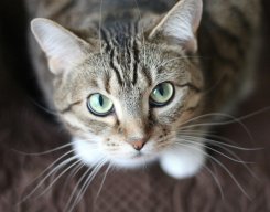cats