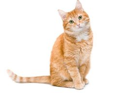 cats